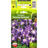 Хионодокса Форберсий Chionodoxa Forbesii - 10 бр луковици