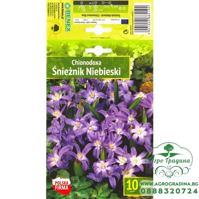 Хионодокса Форберсий Chionodoxa Forbesii - 10 бр луковици Хионодокса Форберсий Chionodoxa Forbesii - 10 бр луковици