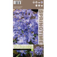Хионодокса Синя / Chionodoxa luciliae Blue - 25 бр луковици