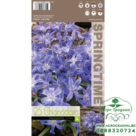 Хионодокса Синя / Chionodoxa luciliae Blue - 25 бр луковици