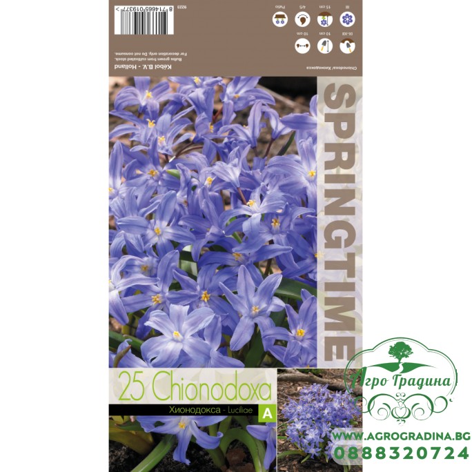 Хионодокса Синя / Chionodoxa luciliae Blue - 25 бр луковици