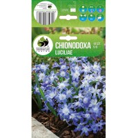 Хионодокса Chionodoxa Luciliae - 10 бр луковици