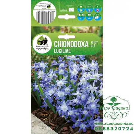 Хионодокса Chionodoxa Luciliae - 10 бр луковици