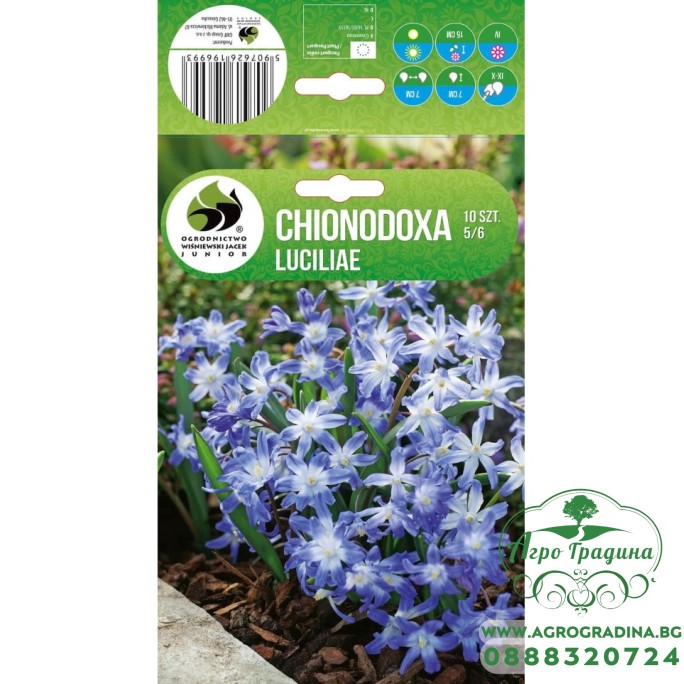 Хионодокса Chionodoxa Luciliae - 10 бр луковици