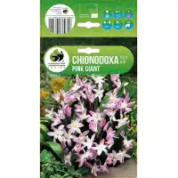 Хионодокса Пинк Гигант Chionodoxa Pink Giant - 10 бр луковици