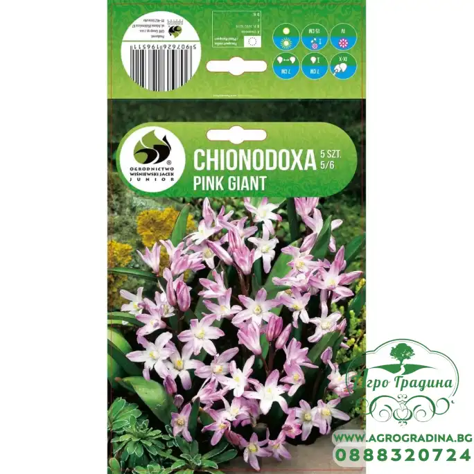 Хионодокса Пинк Гигант Chionodoxa Pink Giant - 10 бр луковици Хионодокса Пинк Гигант Chionodoxa Pink Giant - 10 бр луковици