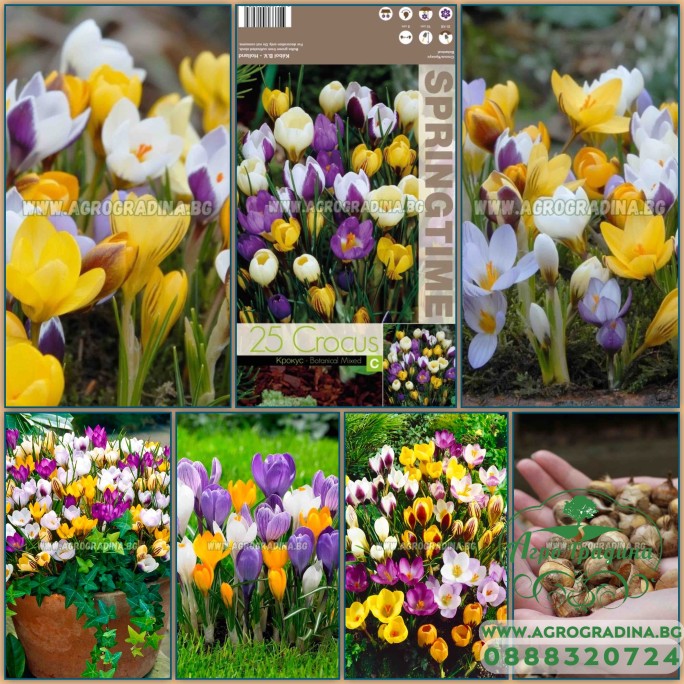 Минзухар Ботанически Микс Crocus Botanical Mixed - 25 бр луковици Минзухар Ботанически Микс Crocus Botanical Mixed - 25 бр луковици