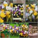 Минзухар Ботанически Микс Crocus Botanical Mixed - 25 бр луковици – Есенни луковици