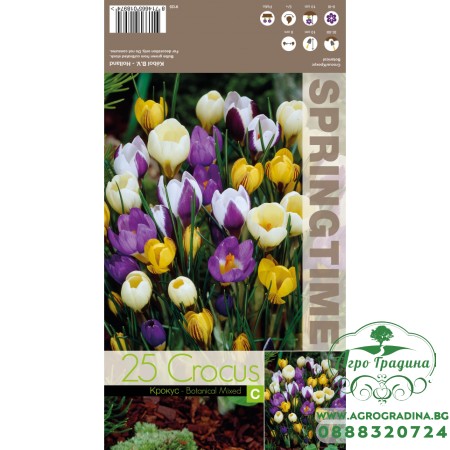 Минзухар Ботанически Микс / Crocus Botanical Mixed - 25 бр луковици
