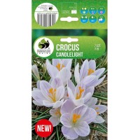 Минзухар Candlelight Crocus - 7 бр луковици
