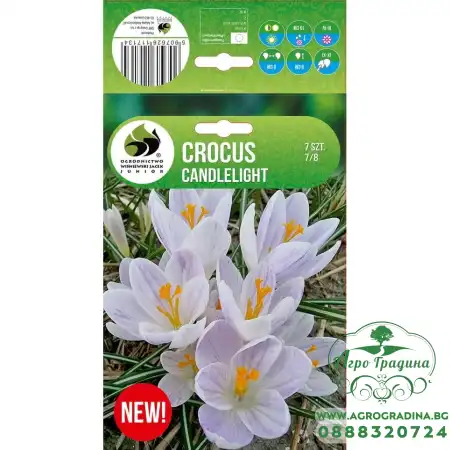 Минзухар Candlelight Crocus - 7 бр луковици