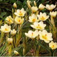 Минзухар Крем Бюти / Crocus Cream Beauty - 10 бр луковици