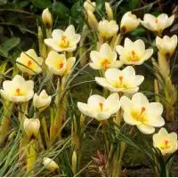 Минзухар Крем Бюти / Crocus Cream Beauty - 10 бр луковици