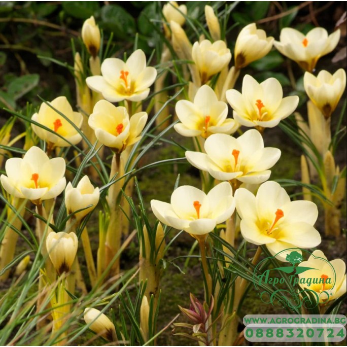 Минзухар Крем Бюти / Crocus Cream Beauty - 10 бр луковици