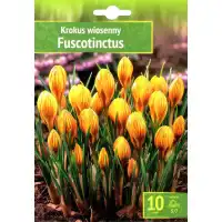 Минзухар Жълт с кафяви ивици / Crocus Fuscotinctus - 10 бр луковици