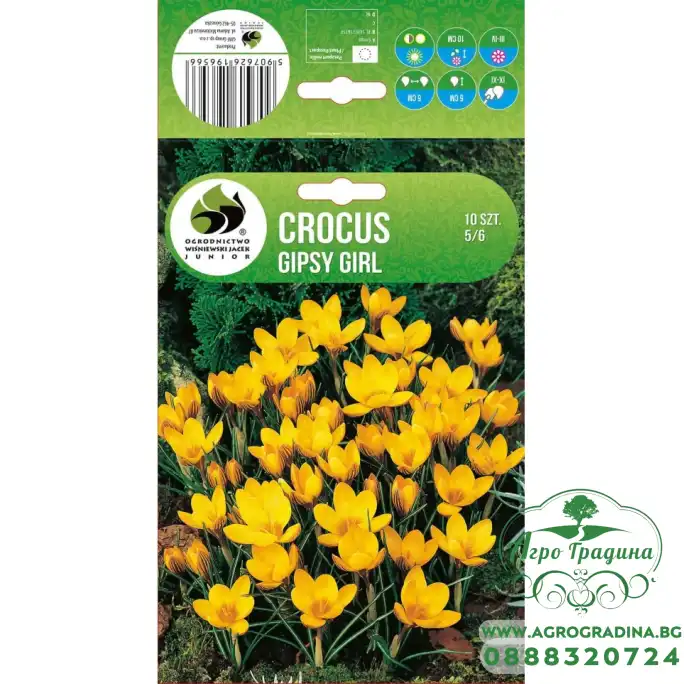 Минзухар Gipsy Girl Crocus - 10 бр луковици – Есенни луковици