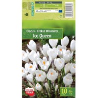 Минзухар Ice Queen Crocus - 10 бр луковици