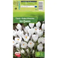 Минзухар Ice Queen Crocus - 10 бр луковици
