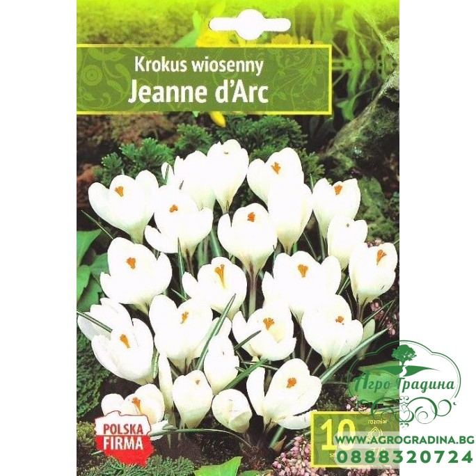 Минзухар Жана дАрк Crocus Jeanne dArc - AGRONOM 7 бр луковици Минзухар Жана дАрк Crocus Jeanne dArc - AGRONOM 7 бр луковици
