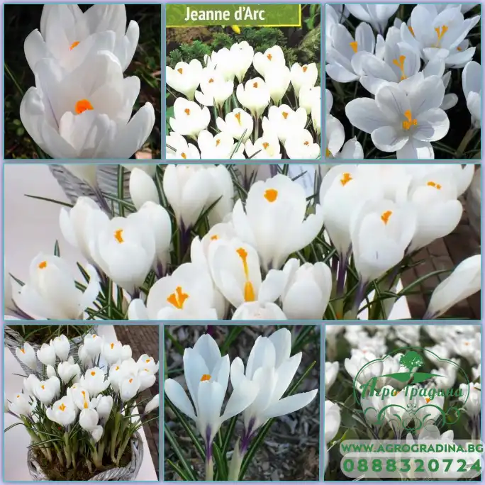 Минзухар Жана дАрк Crocus Jeanne dArc - AGRONOM 7 бр луковици
