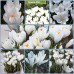 Минзухар Жана дАрк Crocus Jeanne dArc - AGRONOM 7 бр луковици – Есенни луковици