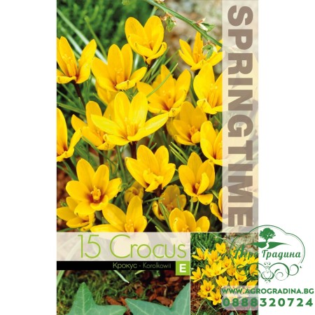 Минзухар Королков / Crocus Korolkowii - 15 бр луковици