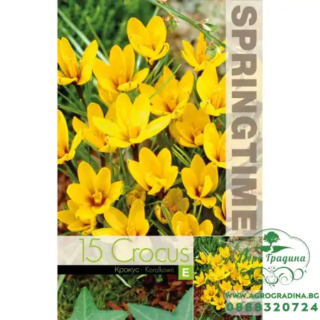 Минзухар Королков Crocus Korolkowii - 15 бр луковици
