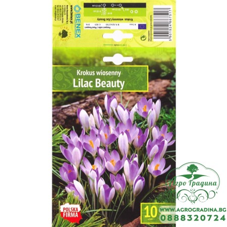 Минзухар Лилава красота / Crocus Lilac Beauty - 10 бр луковици