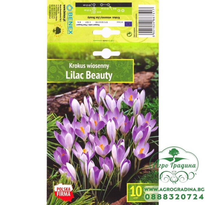 Минзухар Лилава красота / Crocus Lilac Beauty - 10 бр луковици