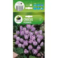 Минзухар Пролетен Crocus Pickwick - 7 бр луковици