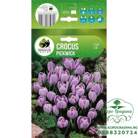Минзухар Пролетен Crocus Pickwick - 7 бр луковици