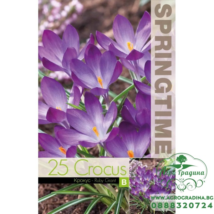 Минзухар Рубин Гигант / Crocus Ruby Giant - 25 бр луковици