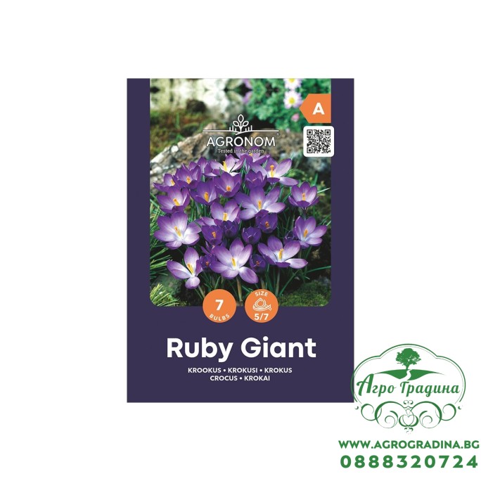 Минзухар Рубин Гигант / Crocus Ruby Giant - AGRONOM - 7 бр луковици