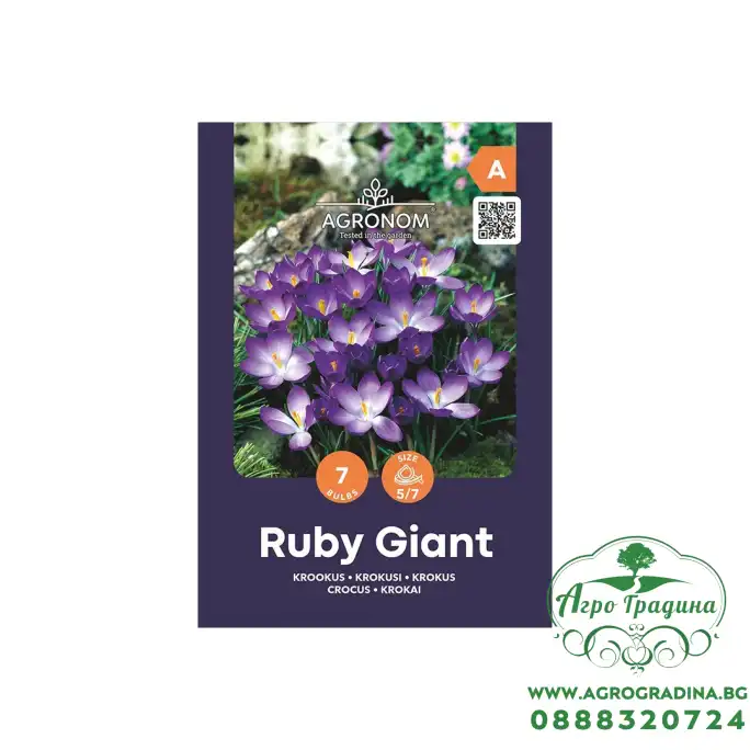 Минзухар Рубин Гигант Crocus Ruby Giant - AGRONOM - 7 бр луковици