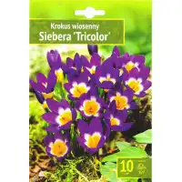 Минзухар Сибери Трицветен / Crocus Sieberi Tricolor - 10 бр луковици