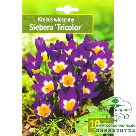 Минзухар Сибери Трицветен Crocus Sieberi Tricolor - 10 бр луковици