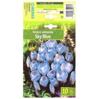 Минзухар Небесно син / Crocus Sky Blue - 10 бр луковици