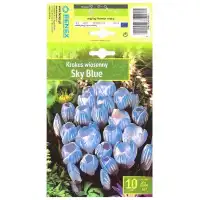 Минзухар Небесно син / Crocus Sky Blue - 10 бр луковици