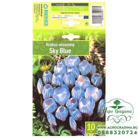Минзухар Небесно син / Crocus Sky Blue - 10 бр луковици
