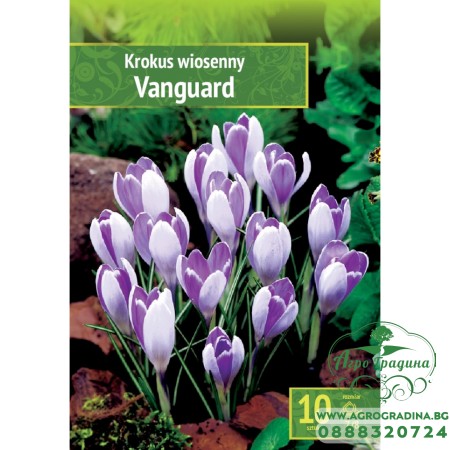 Минзухар Vanguard Crocus - 10 бр луковици
