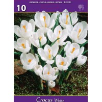 Минзухар Бял / Crocus white - 10 бр луковици