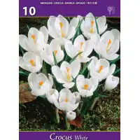 Минзухар Бял / Crocus white - 10 бр луковици