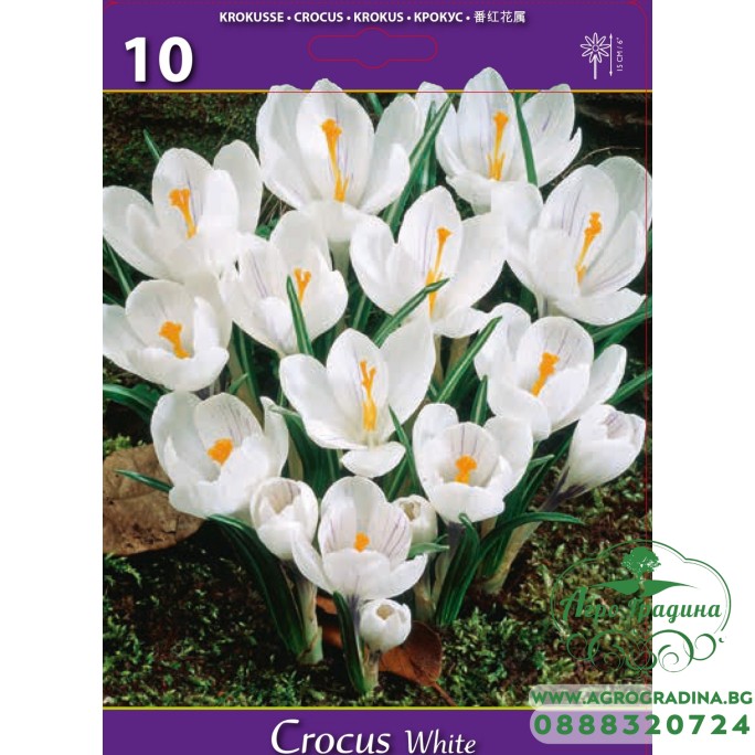 Минзухар Бял / Crocus white - 10 бр луковици