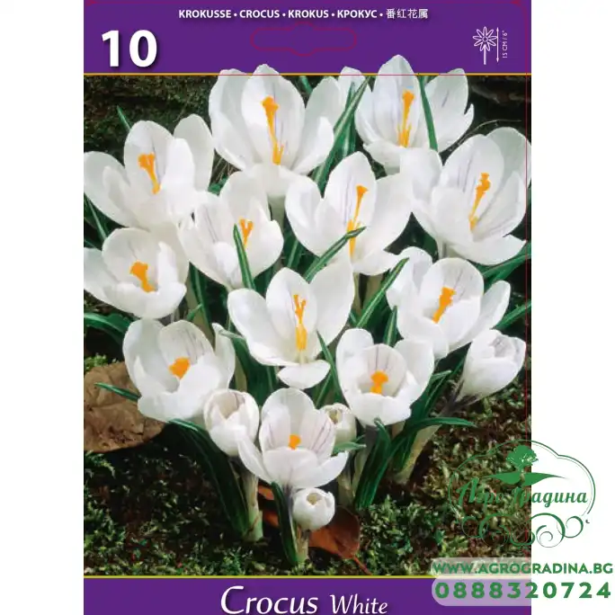 Минзухар Бял Crocus white - 10 бр луковици Минзухар Бял Crocus white - 10 бр луковици