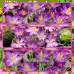 Минзухар Уайтуел Лилав Crocus Whitewell Purple - 10 бр луковици