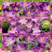Минзухар Уайтуел Лилав Crocus Whitewell Purple - 10 бр луковици – Есенни луковици