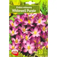 Минзухар Уайтуел Лилав / Crocus Whitewell Purple - 10 бр луковици