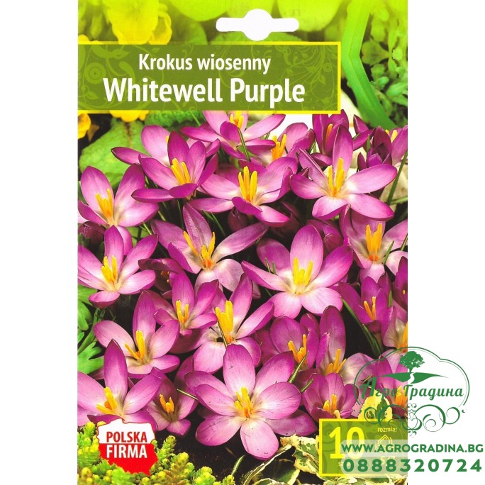 Минзухар Уайтуел Лилав / Crocus Whitewell Purple - 10 бр луковици