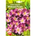 Минзухар Уайтуел Лилав Crocus Whitewell Purple - 10 бр луковици – Есенни луковици
