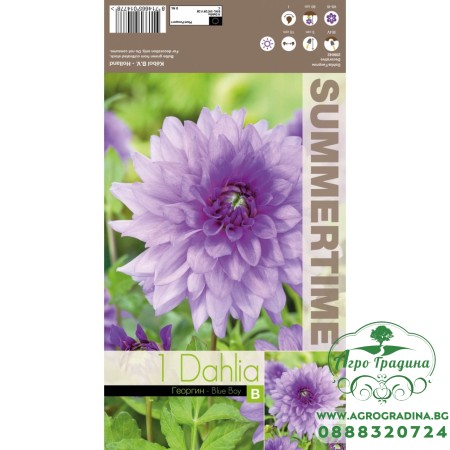 Далия (Гергина) Blue Boy - 1 бр луковицa